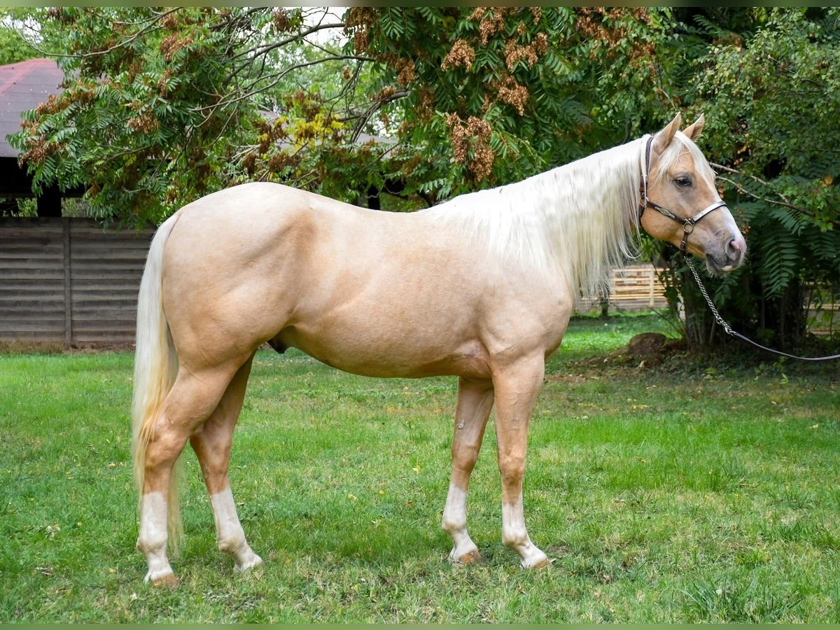 American Quarter Horse Ruin 5 Jaar 150 cm Palomino in Wiener Neustadt