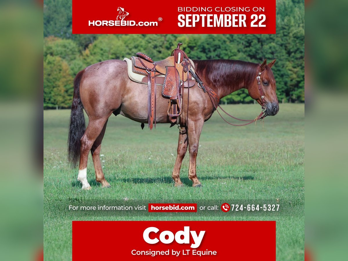American Quarter Horse Ruin 5 Jaar 150 cm Roan-Red in Clarion