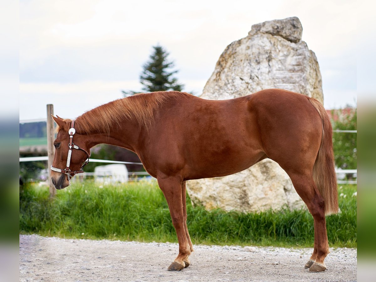 American Quarter Horse Ruin 5 Jaar 151 cm Vos in Freystadt