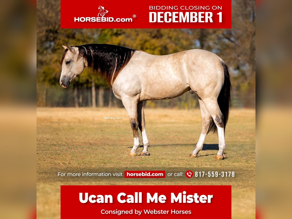 American Quarter Horse Ruin 5 Jaar 152 cm Buckskin in Decatur