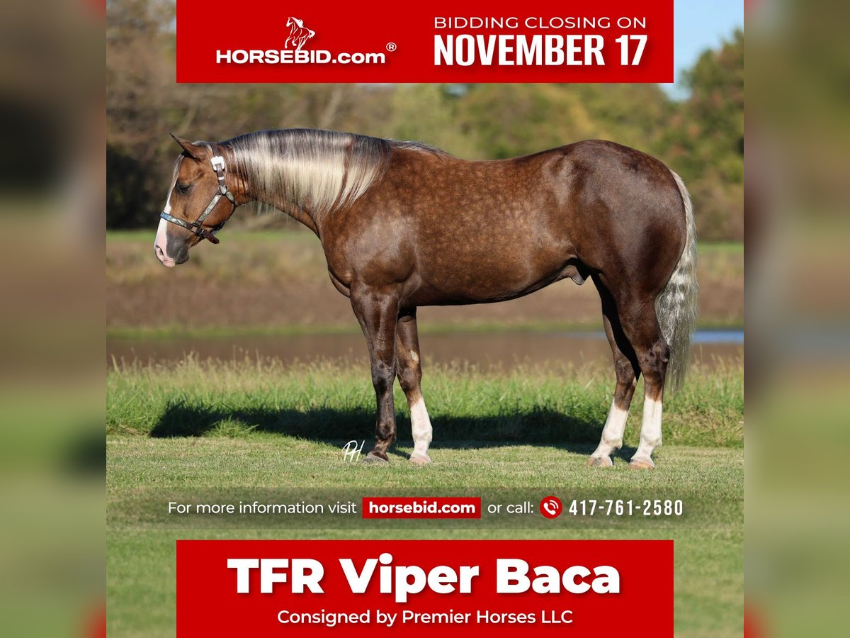 American Quarter Horse Ruin 5 Jaar 152 cm Palomino in Buffalo