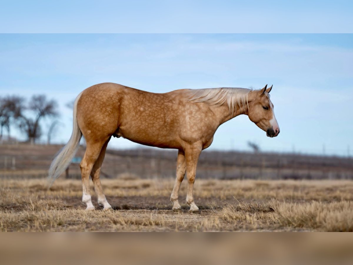 American Quarter Horse Ruin 5 Jaar 152 cm Palomino in Indian