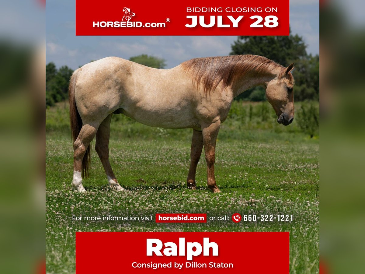 American Quarter Horse Ruin 5 Jaar 152 cm in Carrollton