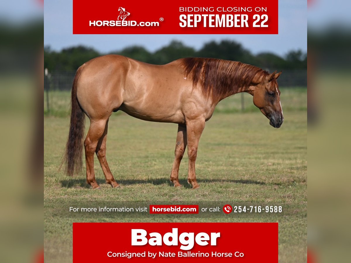 American Quarter Horse Ruin 5 Jaar 152 cm Red Dun in Waco