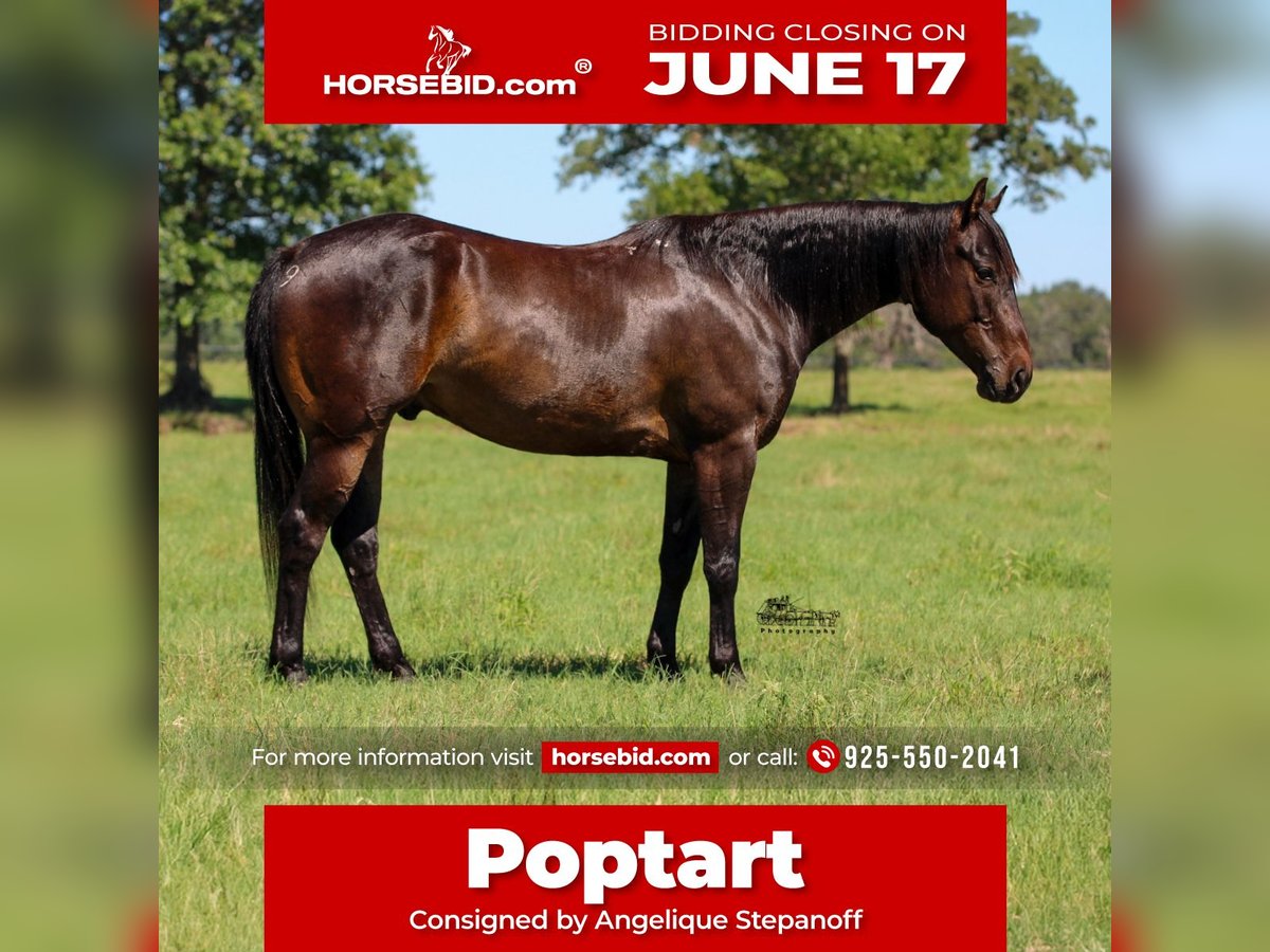 American Quarter Horse Ruin 5 Jaar 152 cm Roodbruin in Canton