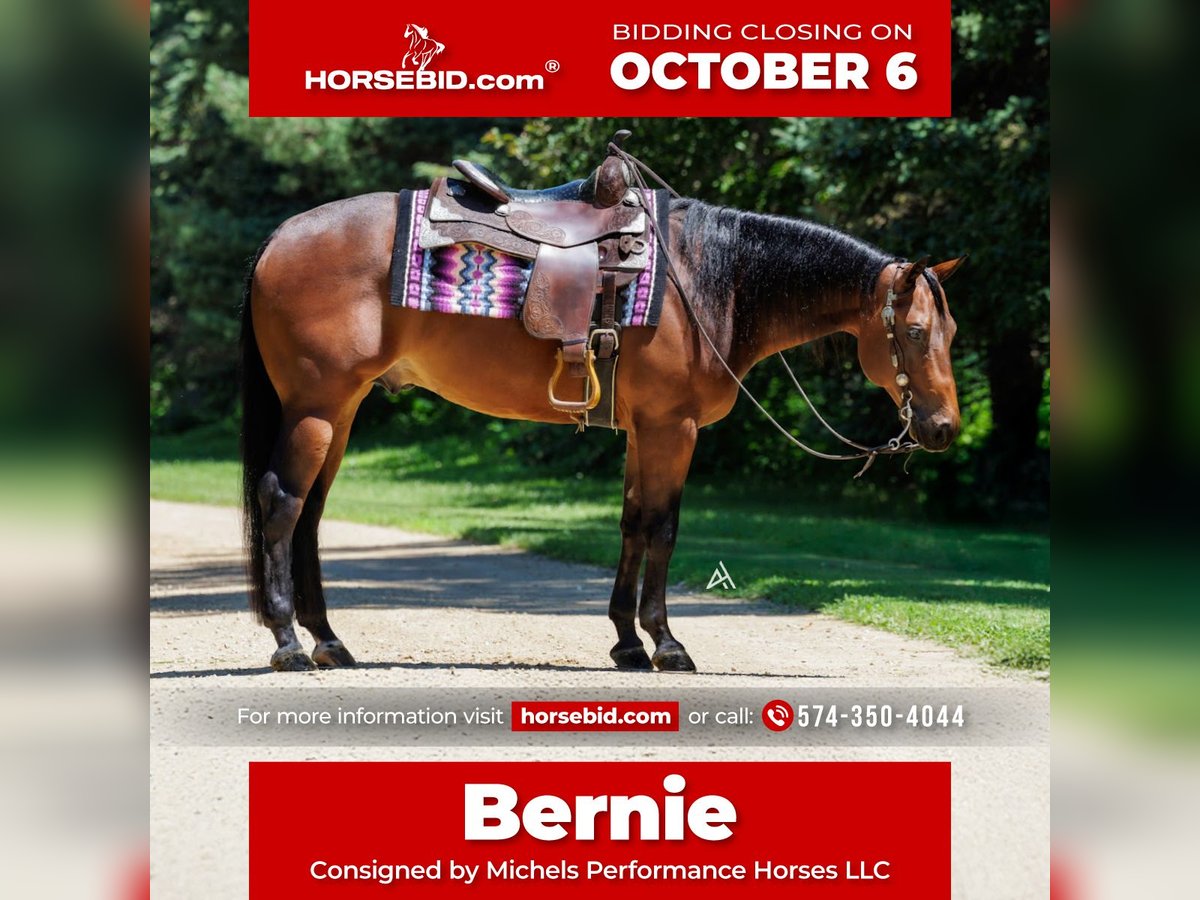 American Quarter Horse Ruin 5 Jaar 152 cm Roodbruin in River Falls