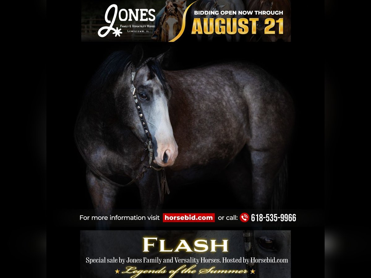 American Quarter Horse Ruin 5 Jaar 152 cm Schimmel in Lewistown