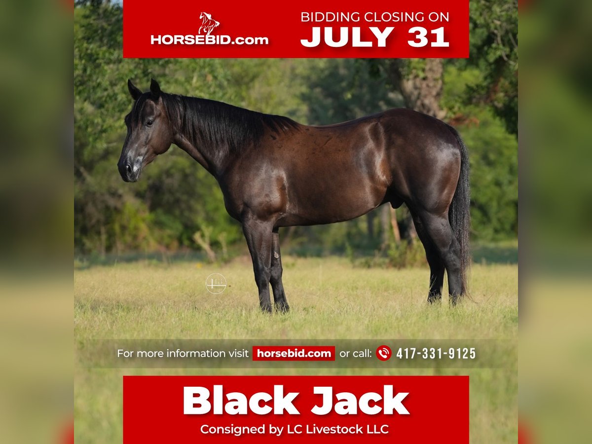 American Quarter Horse Ruin 5 Jaar 152 cm Zwart in Weatherford, TX