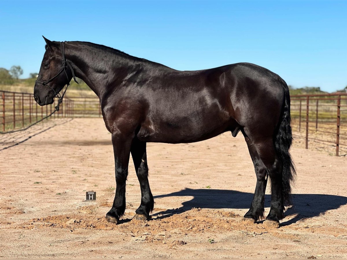 American Quarter Horse Ruin 5 Jaar 152 cm Zwart in Jacksboro Tx