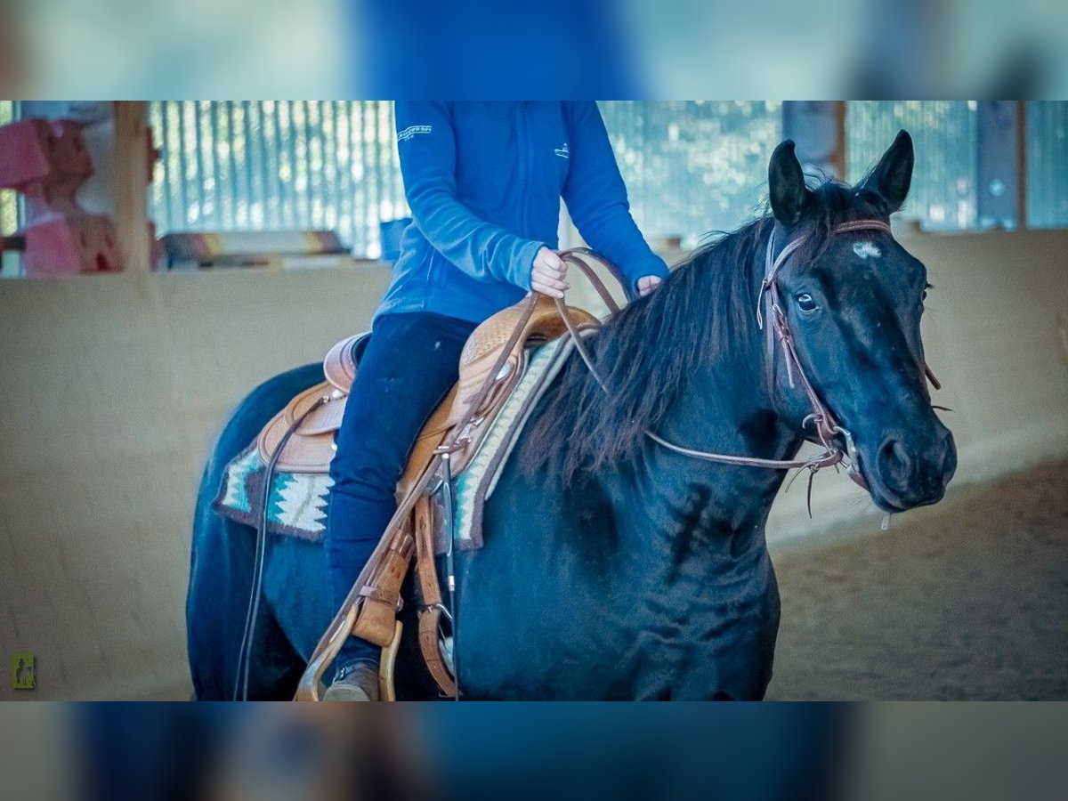 American Quarter Horse Ruin 5 Jaar 153 cm Zwart in Radolfzell am Bodensee