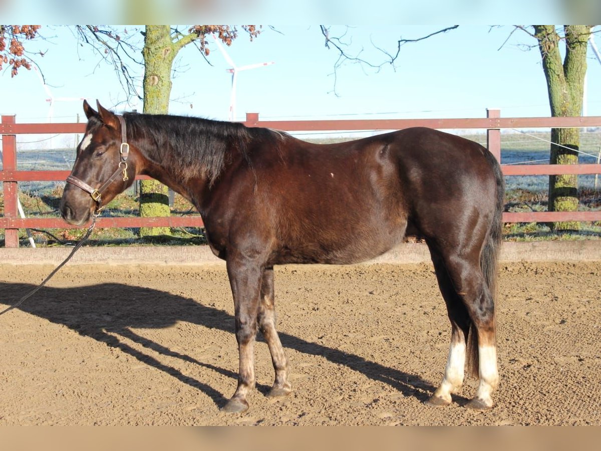 American Quarter Horse Ruin 5 Jaar 154 cm Donkere-vos in Kröpelin