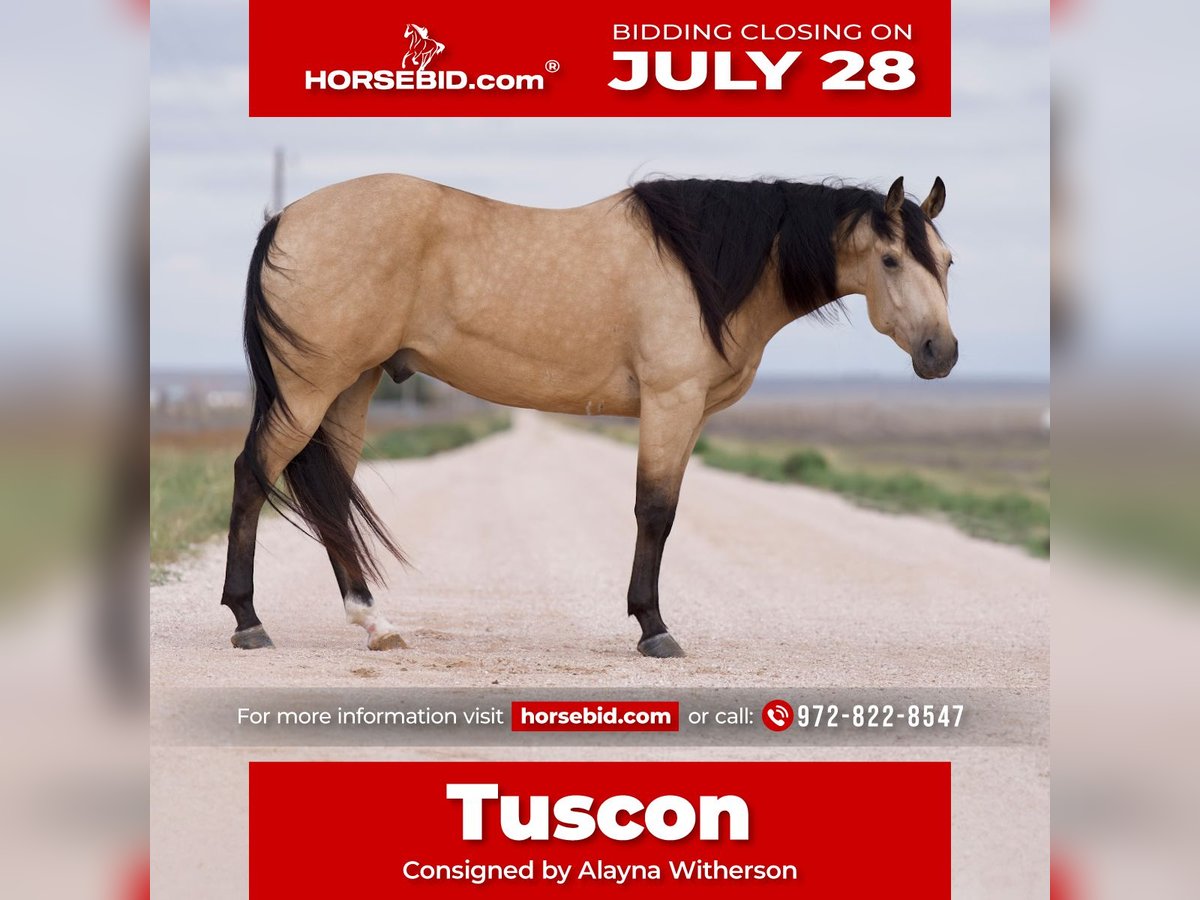 American Quarter Horse Ruin 5 Jaar 155 cm Buckskin in Kaufman, TX