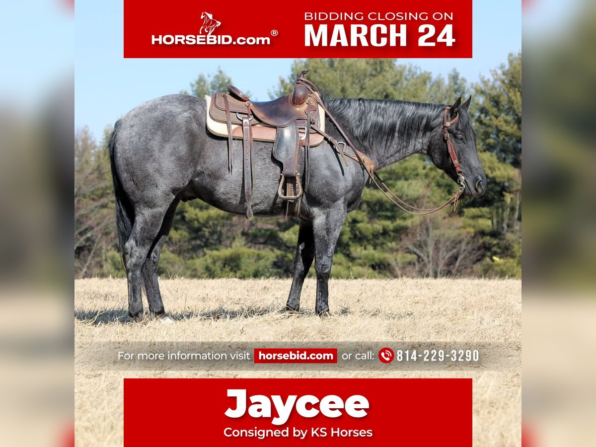 American Quarter Horse Ruin 5 Jaar 155 cm Roan-Blue in Clarion, PA
