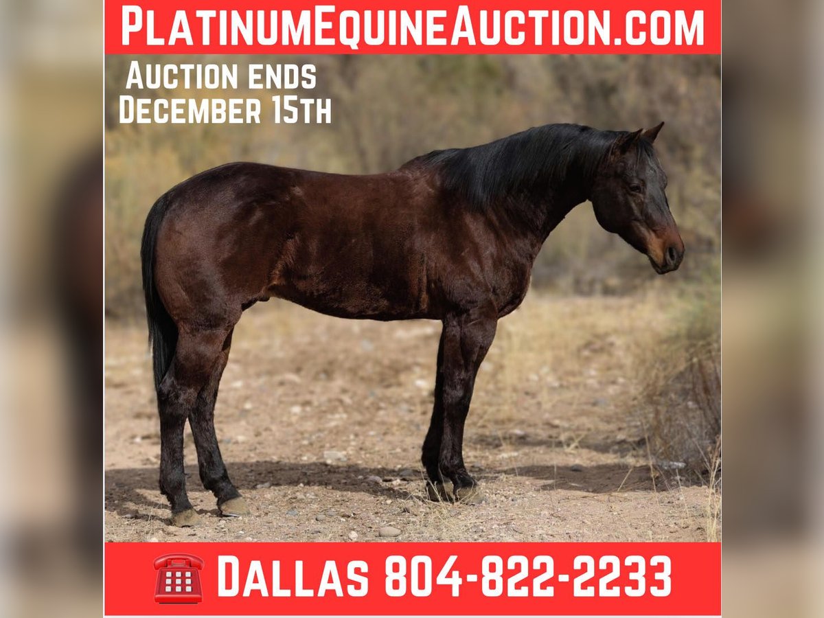 American Quarter Horse Ruin 5 Jaar 155 cm Roodbruin in Camp Verde AZ