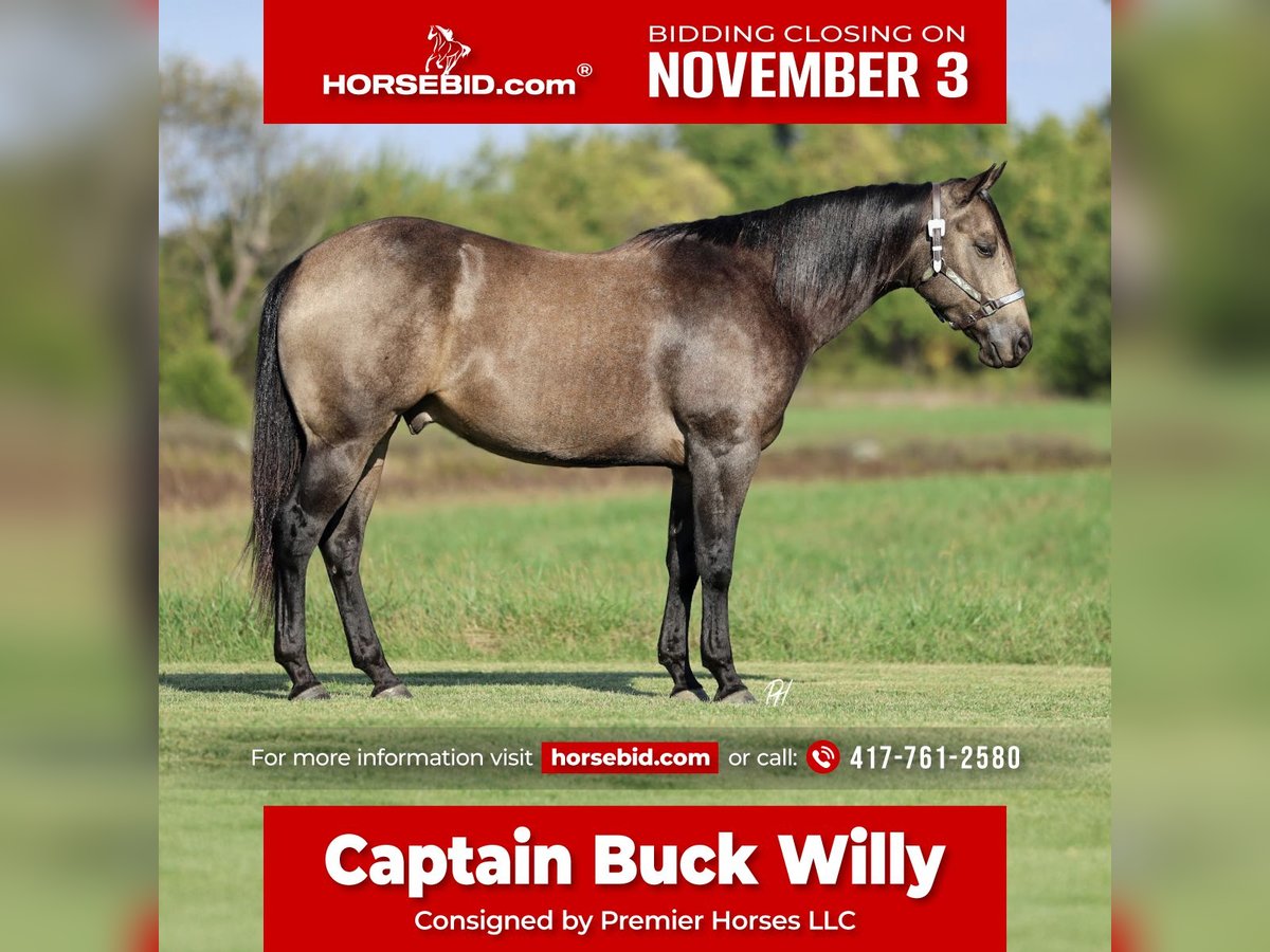 American Quarter Horse Ruin 5 Jaar 157 cm Buckskin in Buffalo