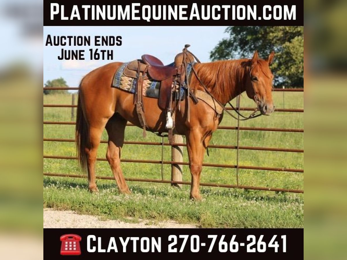 American Quarter Horse Ruin 5 Jaar 157 cm Donkere-vos in Sonora KY