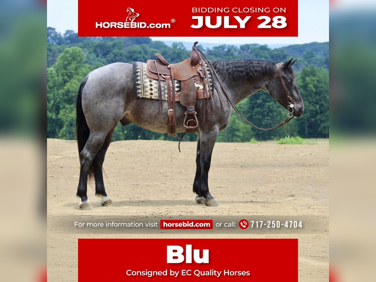 American Quarter Horse Ruin 5 Jaar 157 cm Roan-Blue in Beaver Springs