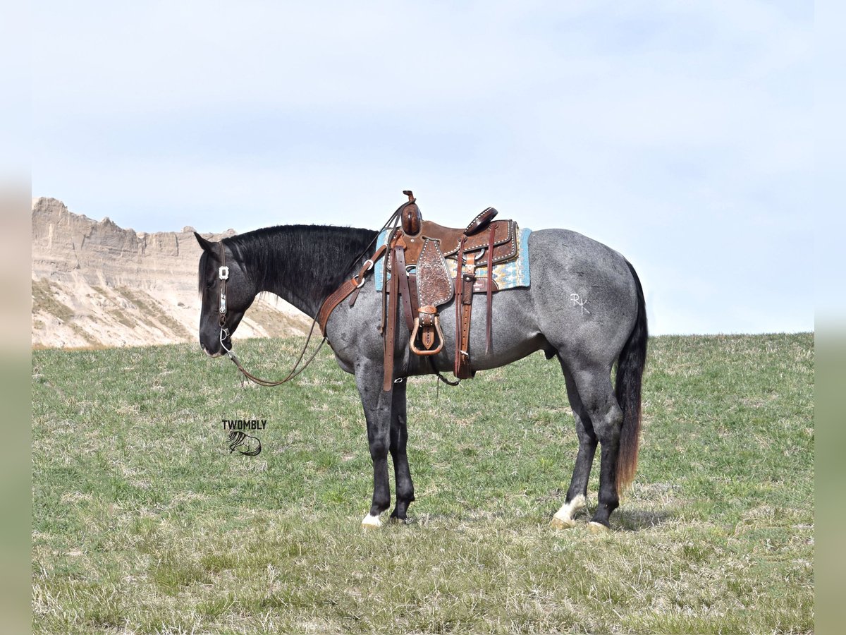 American Quarter Horse Ruin 5 Jaar 157 cm Roan-Blue in Bayard, Nebraska