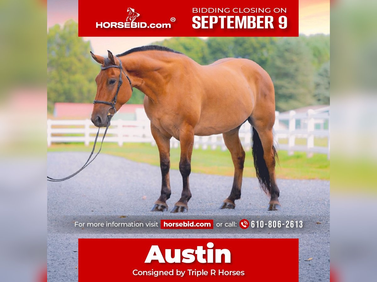 American Quarter Horse Mix Ruin 5 Jaar 160 cm Falbe in Narvon, PA