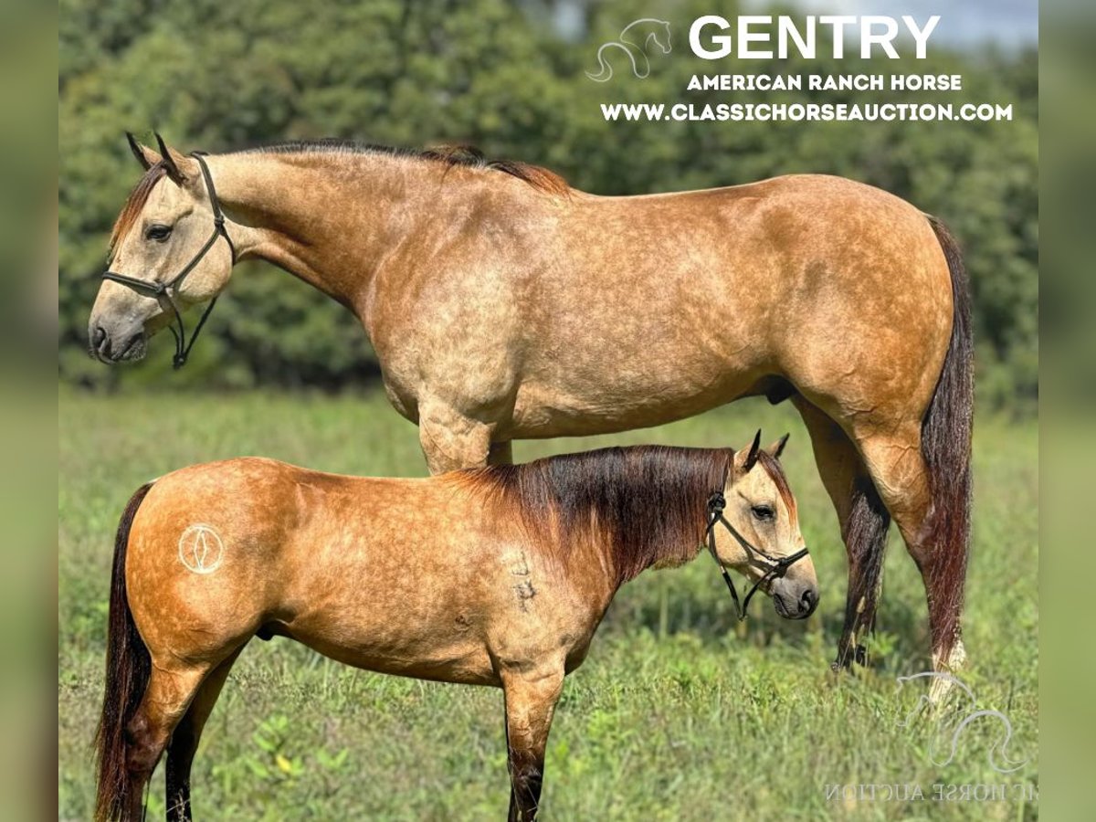 American Quarter Horse Ruin 5 Jaar 163 cm Buckskin in Gerald, MO