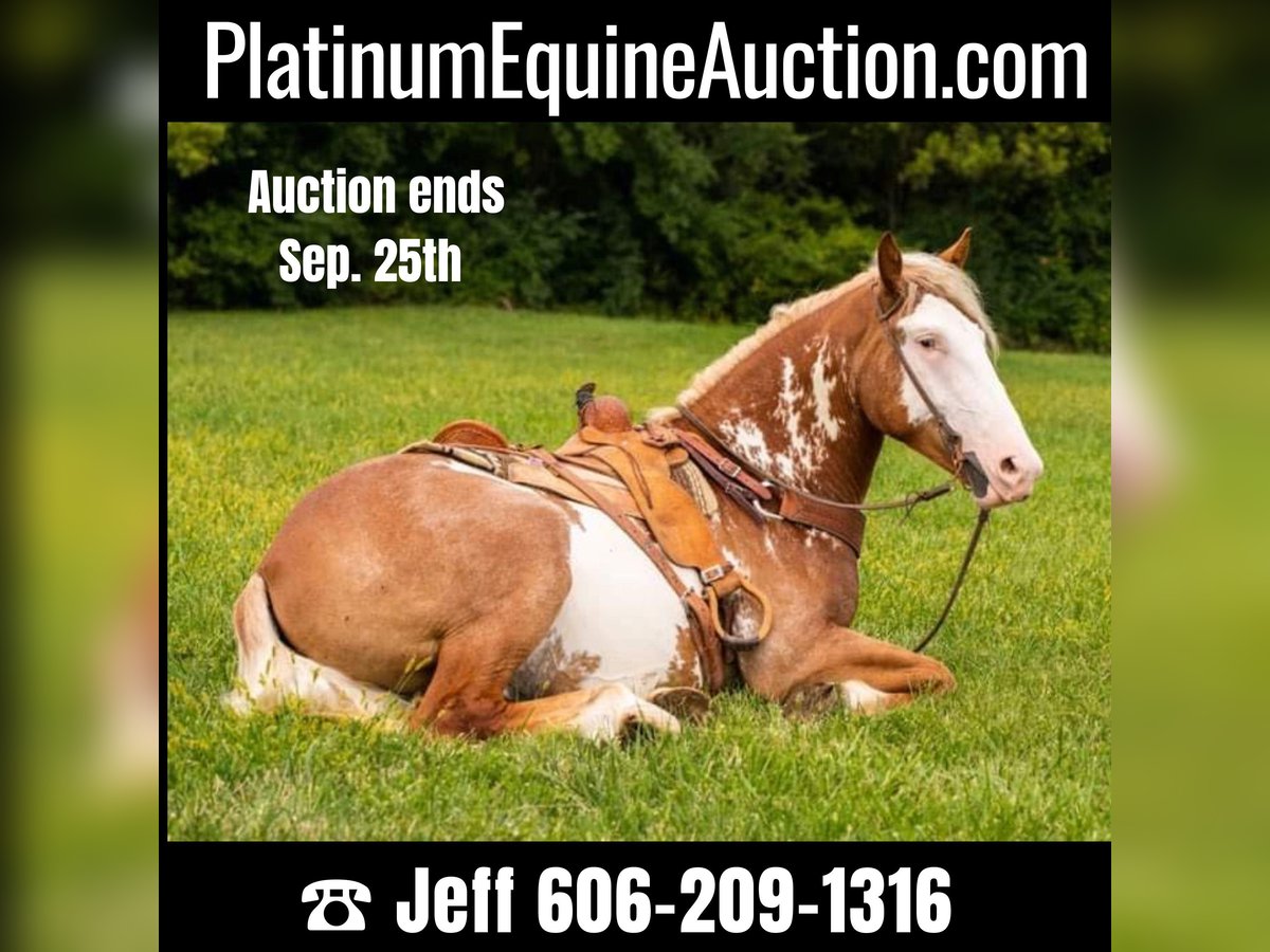 American Quarter Horse Ruin 5 Jaar 165 cm Overo-alle-kleuren in Middletown OH
