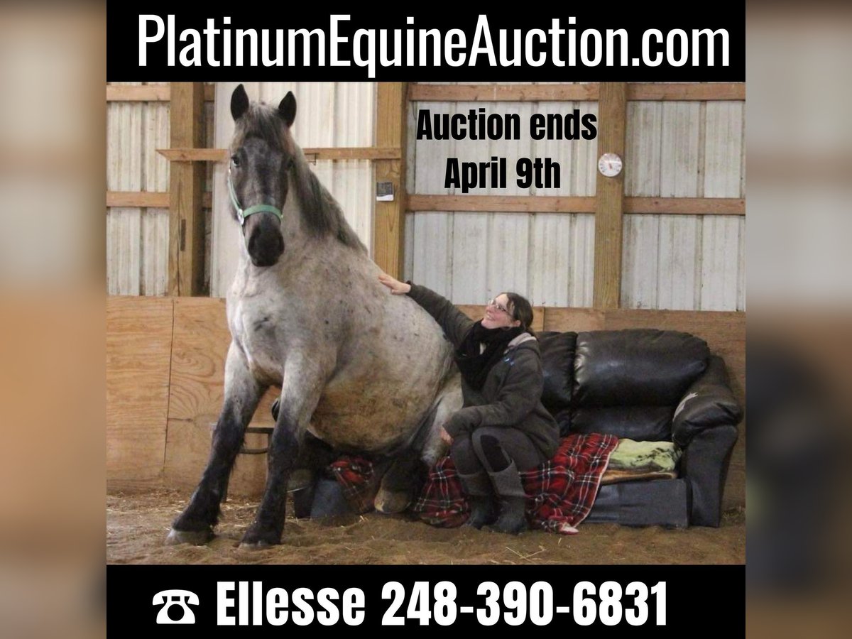 American Quarter Horse Ruin 5 Jaar 170 cm Roan-Blue in Highland MI