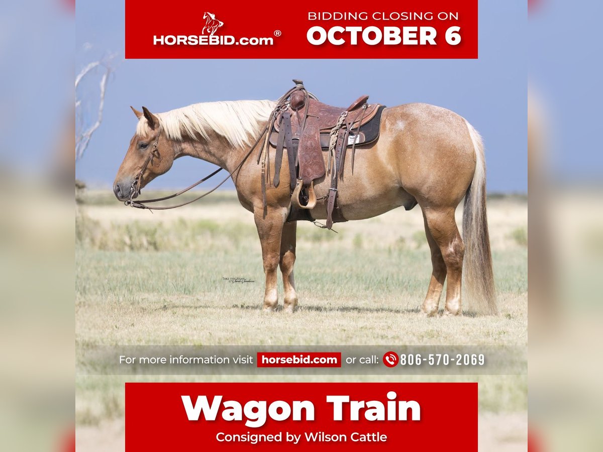 American Quarter Horse Ruin 5 Jaar Roan-Red in Canyon
