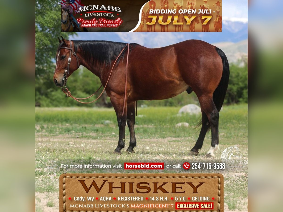 American Quarter Horse Ruin 5 Jaar Roodbruin in Cody