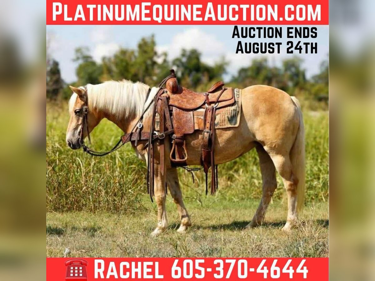 American Quarter Horse Ruin 6 Jaar 140 cm Palomino in Rusk TX
