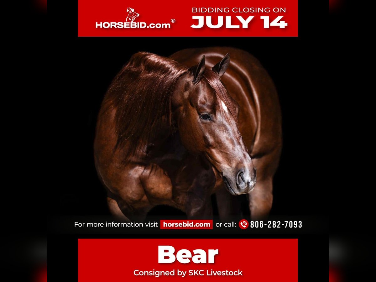 American Quarter Horse Ruin 6 Jaar 147 cm Donkere-vos in Canyon, TX