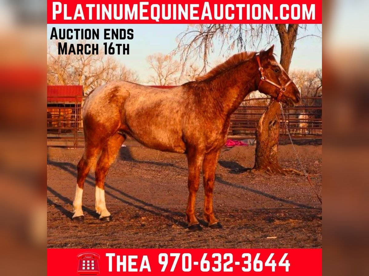 American Quarter Horse Ruin 6 Jaar 147 cm Roan-Red in Fort Collins CO