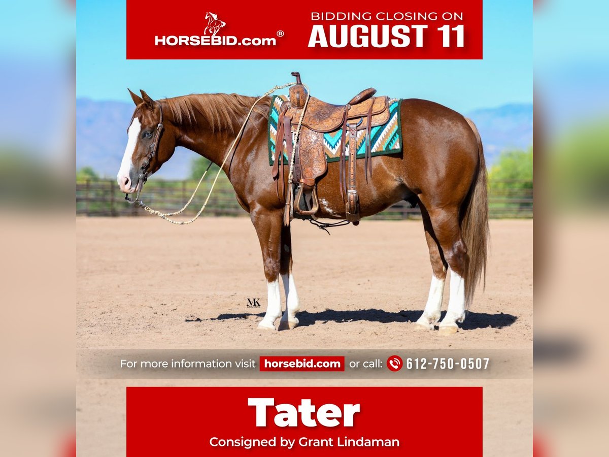 American Quarter Horse Ruin 6 Jaar 150 cm Roodvos in Scottsdale, AZ