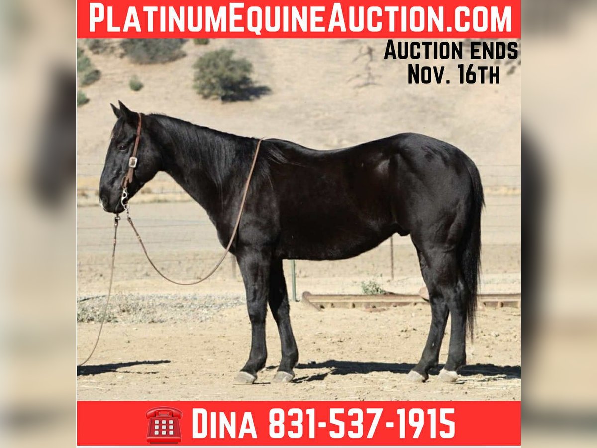 American Quarter Horse Ruin 6 Jaar 150 cm Zwart in Paicines CA