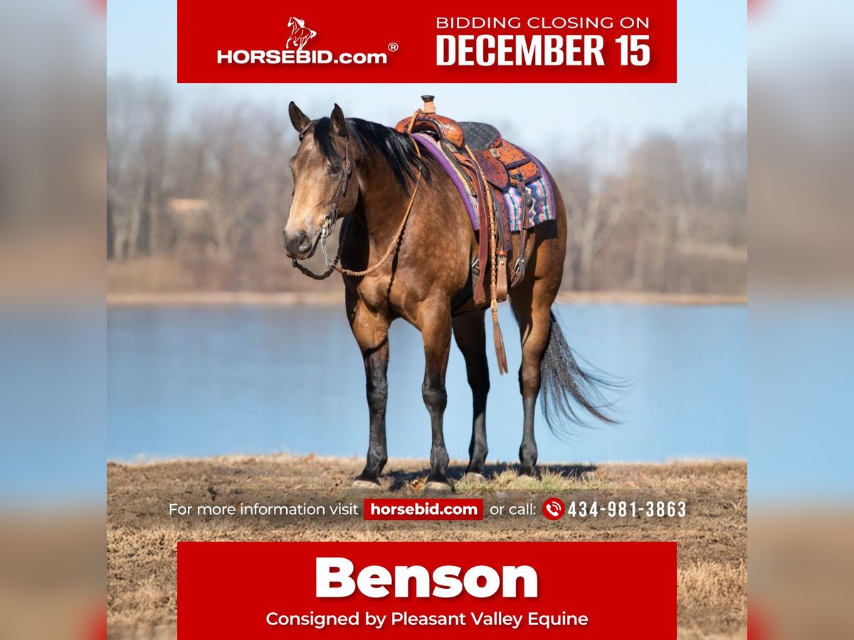 American Quarter Horse Ruin 6 Jaar 152 cm Buckskin in Robards