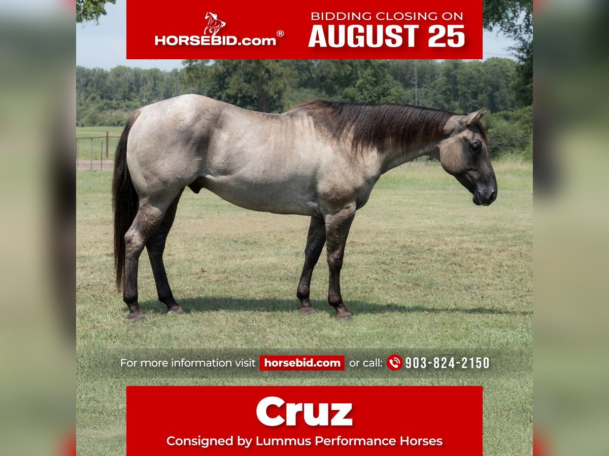 American Quarter Horse Ruin 6 Jaar 152 cm Grullo in Bloomburg