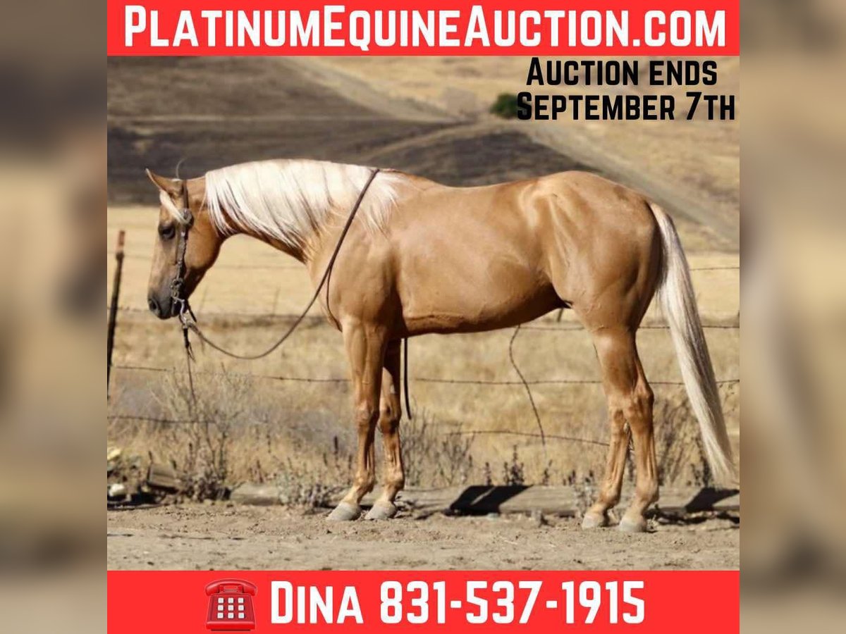 American Quarter Horse Ruin 6 Jaar 152 cm Palomino in Paicines CA