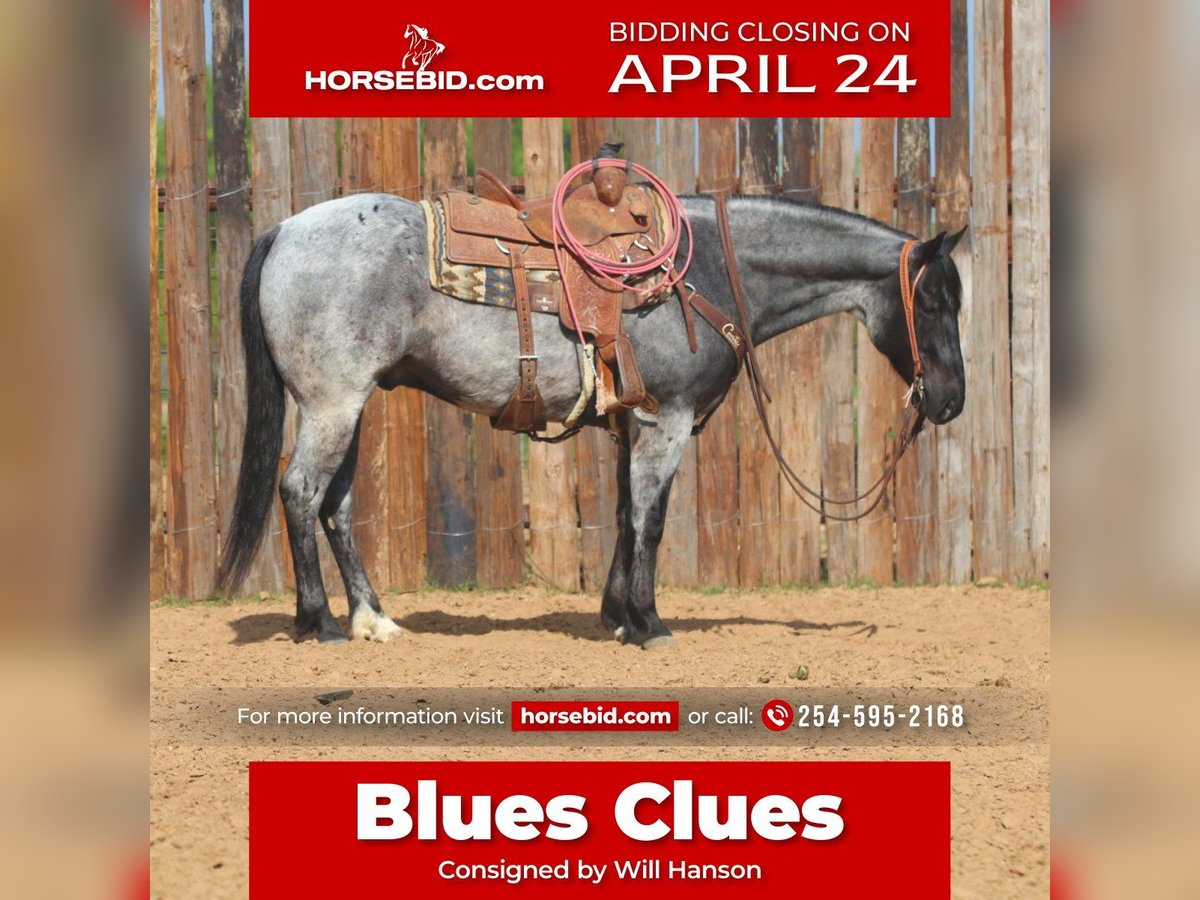 American Quarter Horse Ruin 6 Jaar 152 cm Roan-Blue in Stephenville, TX
