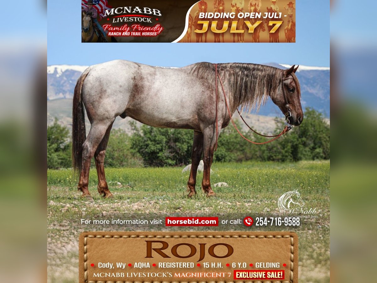 American Quarter Horse Ruin 6 Jaar 152 cm Roan-Red in Cody