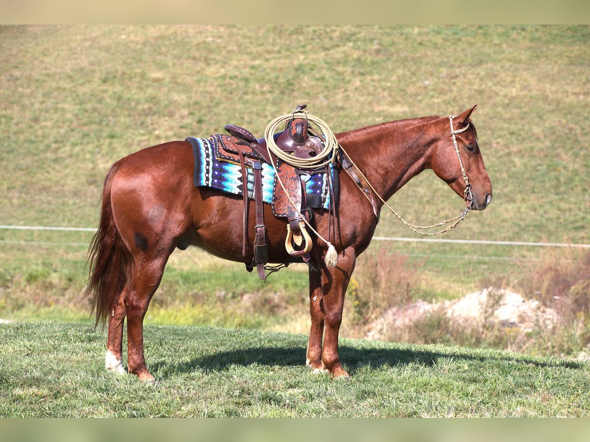 American Quarter Horse Ruin 6 Jaar 152 cm Roodvos in Millersburg