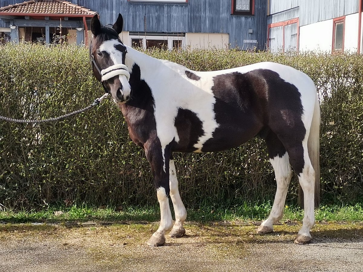 American Quarter Horse Mix Ruin 6 Jaar 152 cm Tobiano-alle-kleuren in Homberg (Efze)