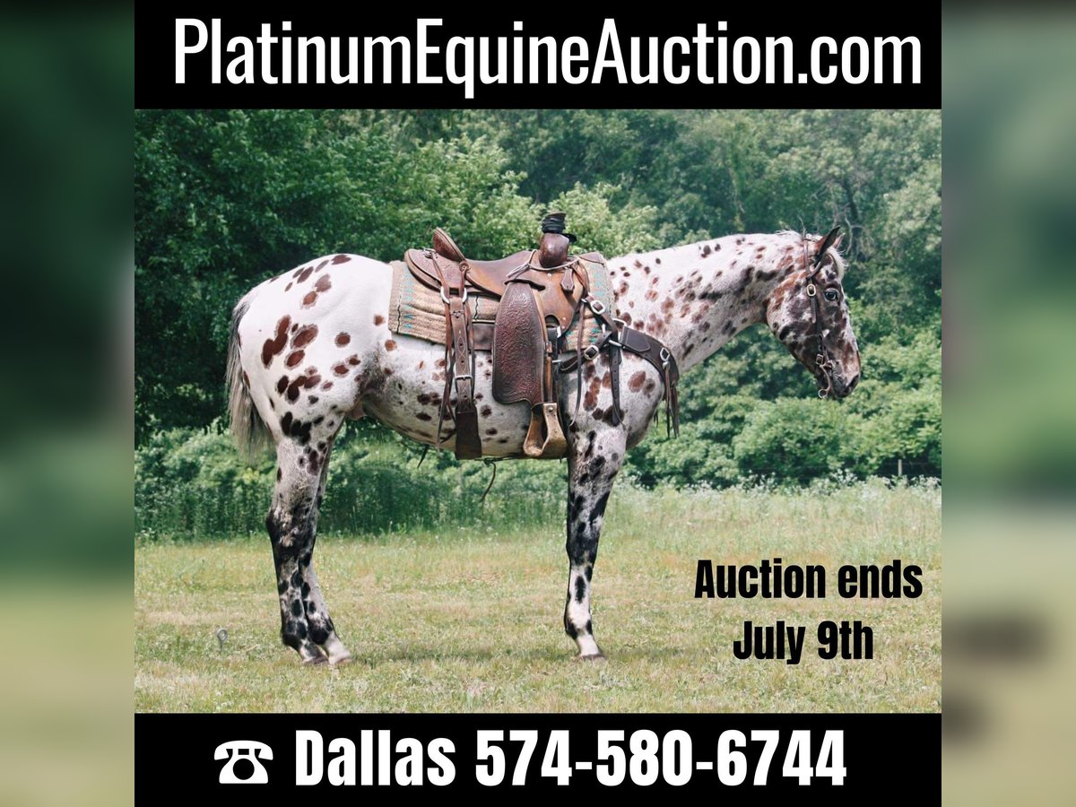 American Quarter Horse Ruin 6 Jaar 155 cm Appaloosa in North Judson, IN