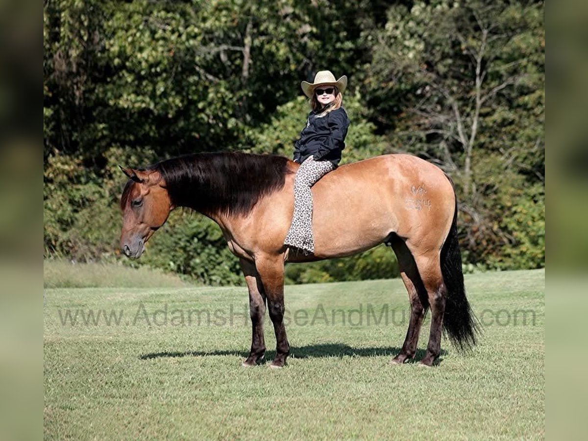 American Quarter Horse Ruin 6 Jaar 155 cm Buckskin in Wickenburg, AZ