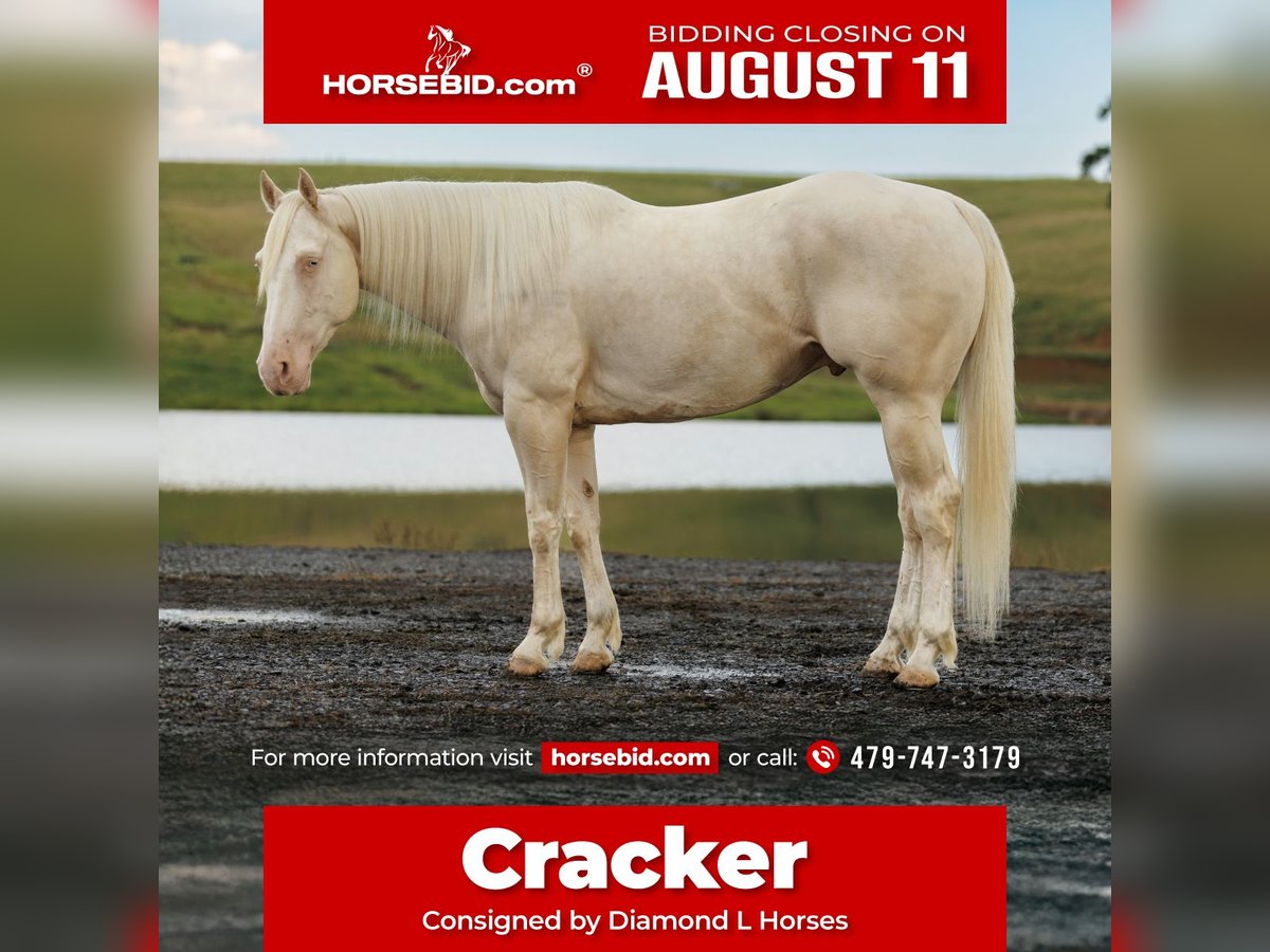 American Quarter Horse Ruin 6 Jaar 155 cm Cremello in Quitman, AR