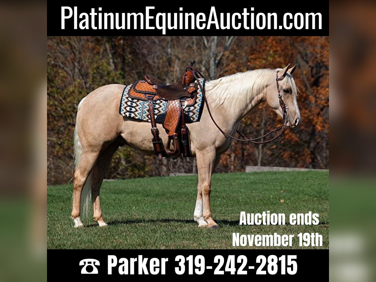 American Quarter Horse Ruin 6 Jaar 155 cm Palomino in Somerset, KY