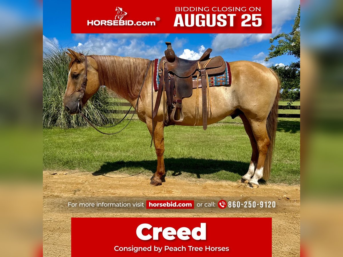 American Quarter Horse Ruin 6 Jaar 155 cm Red Dun in Johnston