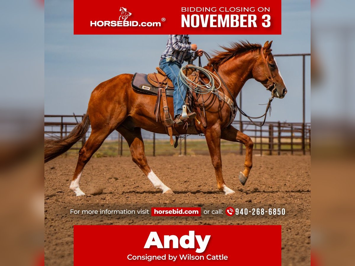 American Quarter Horse Ruin 6 Jaar 155 cm Roodvos in Canyon American Quarter Horse Ruin 6 Jaar 155 cm Roodvos in Canyon