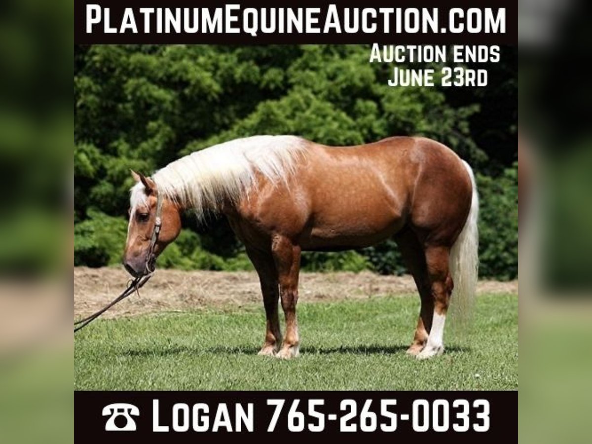 American Quarter Horse Ruin 6 Jaar 157 cm Palomino in Level Green KY