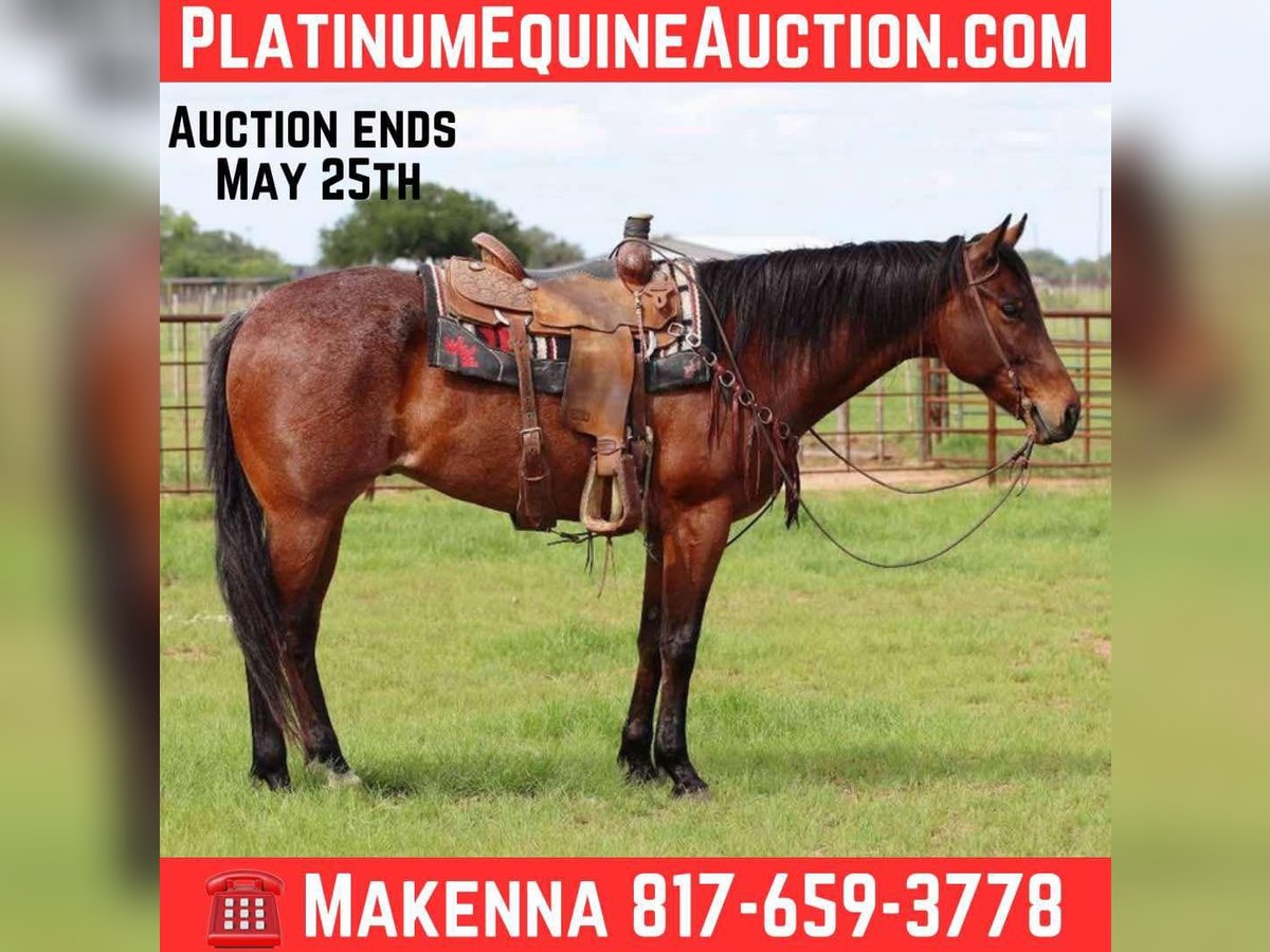 American Quarter Horse Ruin 6 Jaar 157 cm Roan-Bay in Lipan TX