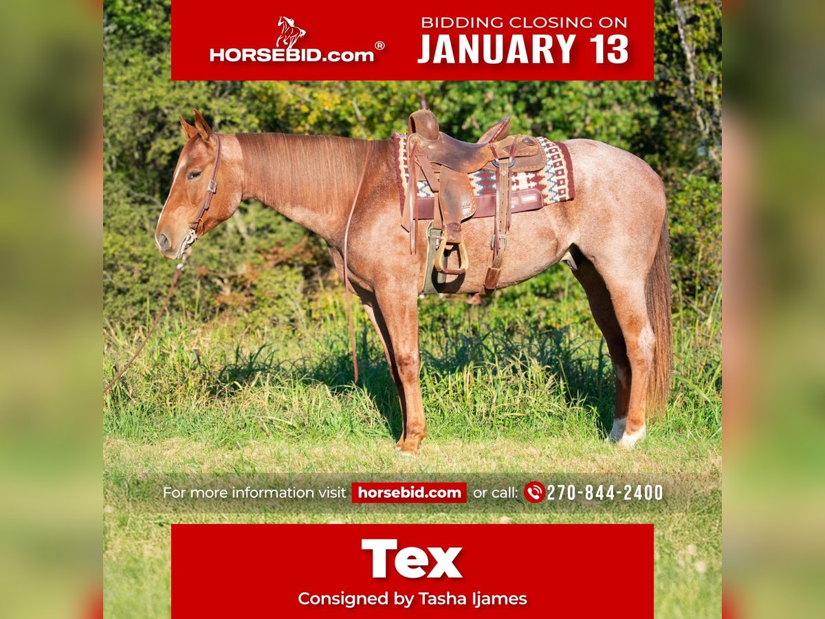 American Quarter Horse Ruin 6 Jaar 157 cm Roan-Red in Henderson, KY