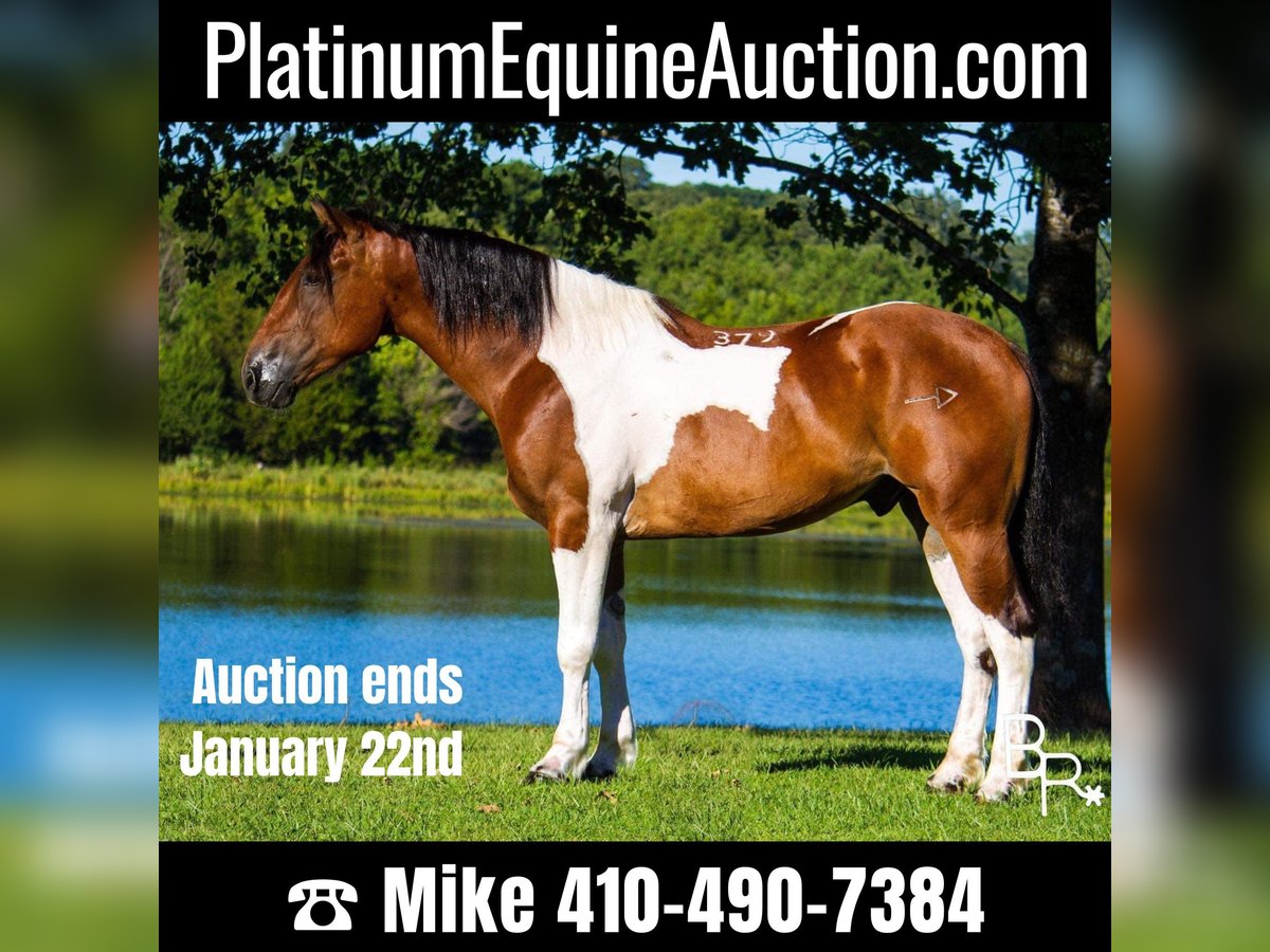 American Quarter Horse Ruin 6 Jaar 157 cm Tobiano-alle-kleuren in Mountain Grove MO